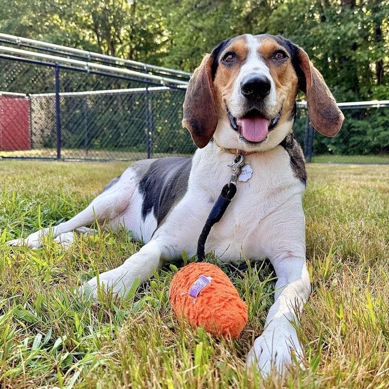 Enlarge Fancee, a Adoptable mixed breed in Kennebunk, ME image 4/6