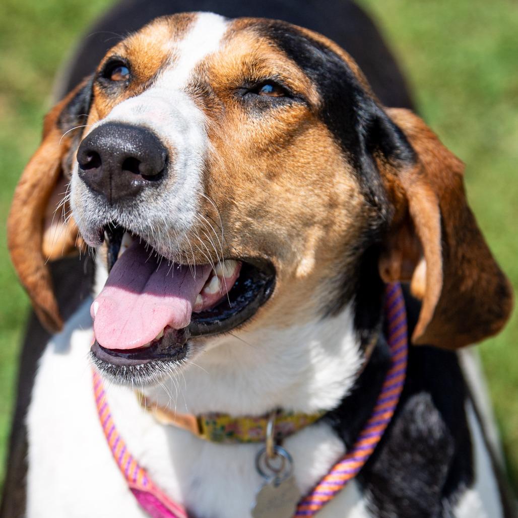 Enlarge Fancee, a Adoptable mixed breed in Kennebunk, ME image 5/6