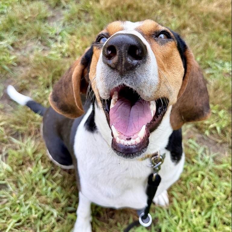 Enlarge Fancee, a Adoptable mixed breed in Kennebunk, ME image 6/6