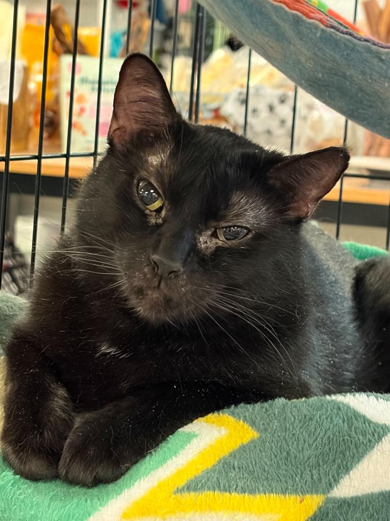 Sue, Adoptable, Young Female Domestic Short Hair.