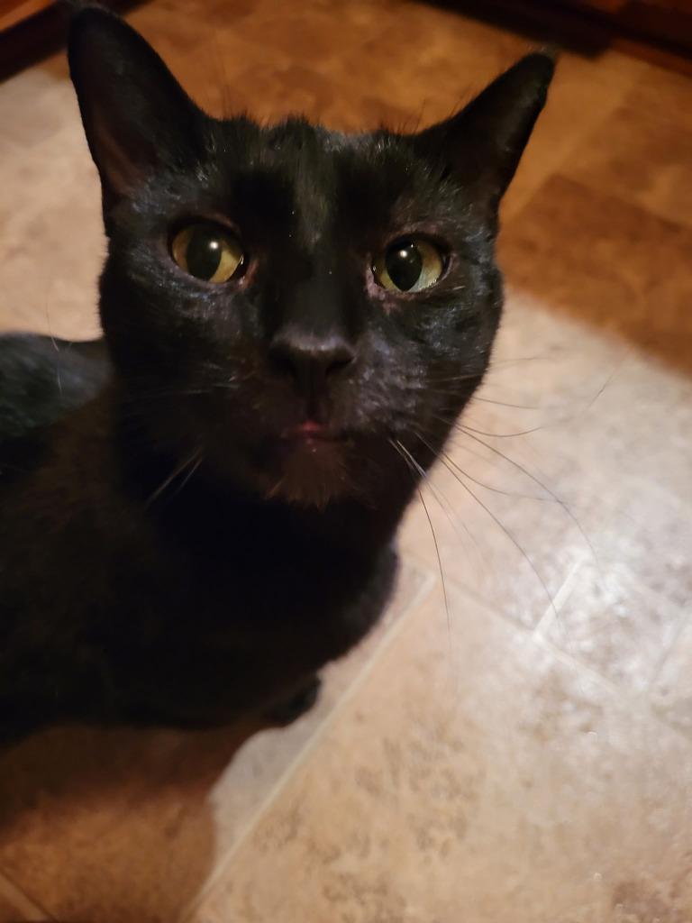 Sue, Adoptable, Adult Female Domestic Short Hair.