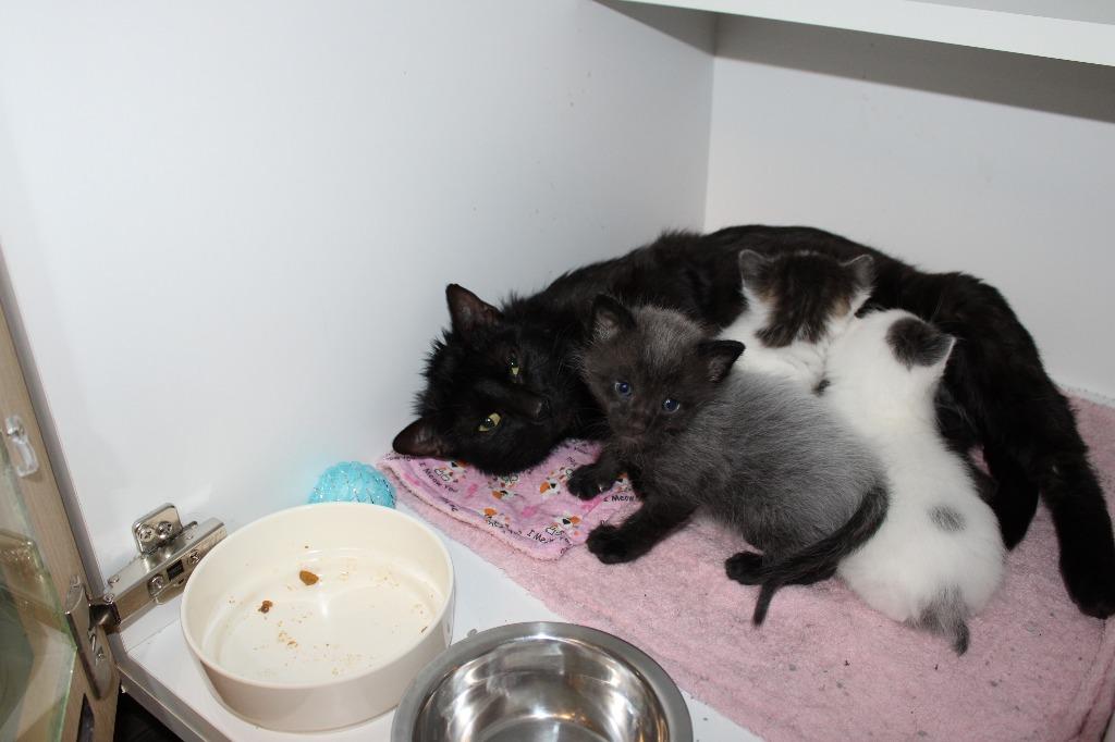 Sue, Adoptable, Adult Female Domestic Short Hair.