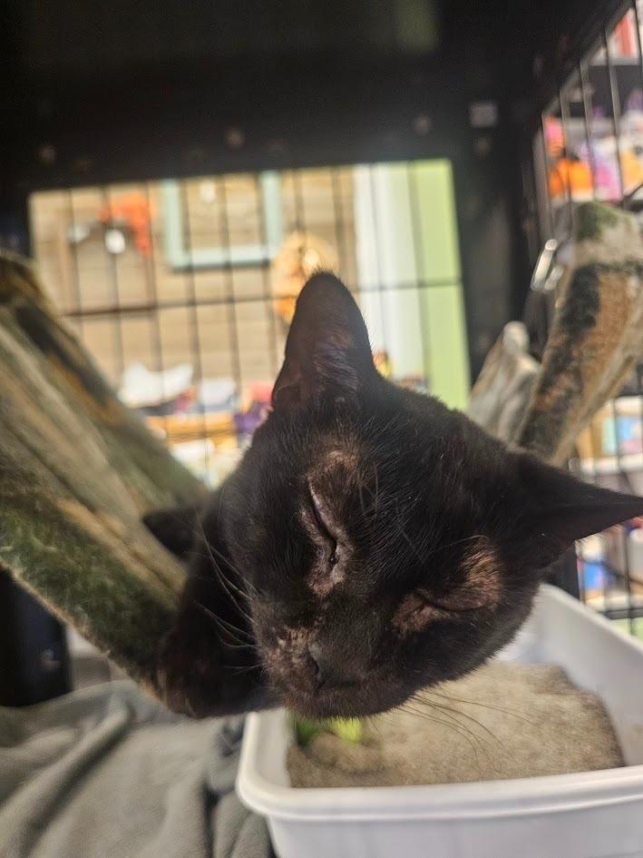 Sue, a Adoptable mixed breed in St. Cloud, MN image 2/4