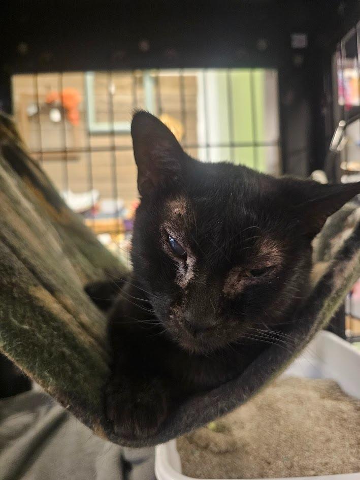 Sue, Adoptable, Adult Female Domestic Short Hair.