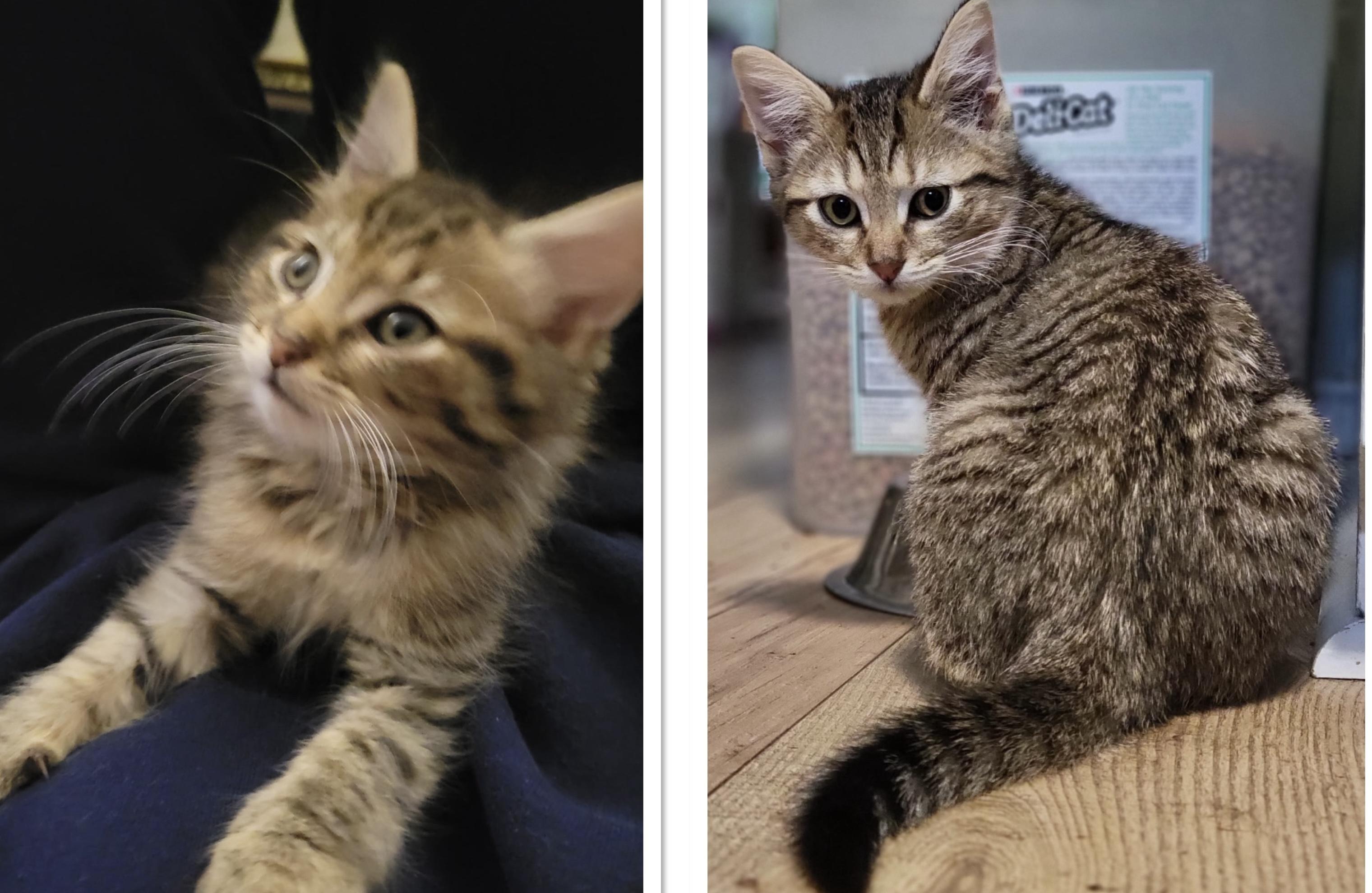 Loki and Rex, Adoptable, Young Male Domestic Medium Hair.