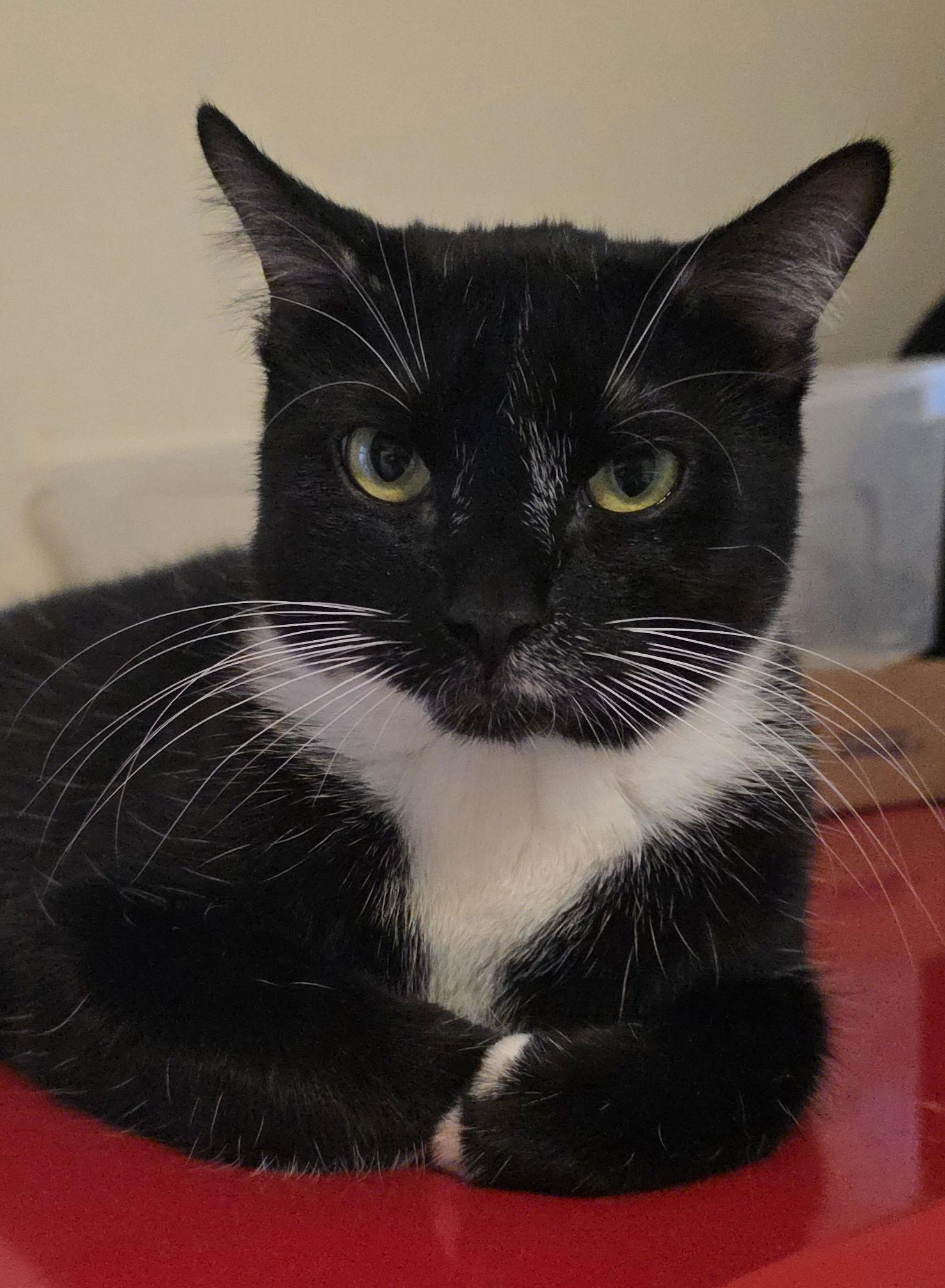 Oregano (Reggie), Adoptable, Kitten Male Domestic Short Hair & Tuxedo.