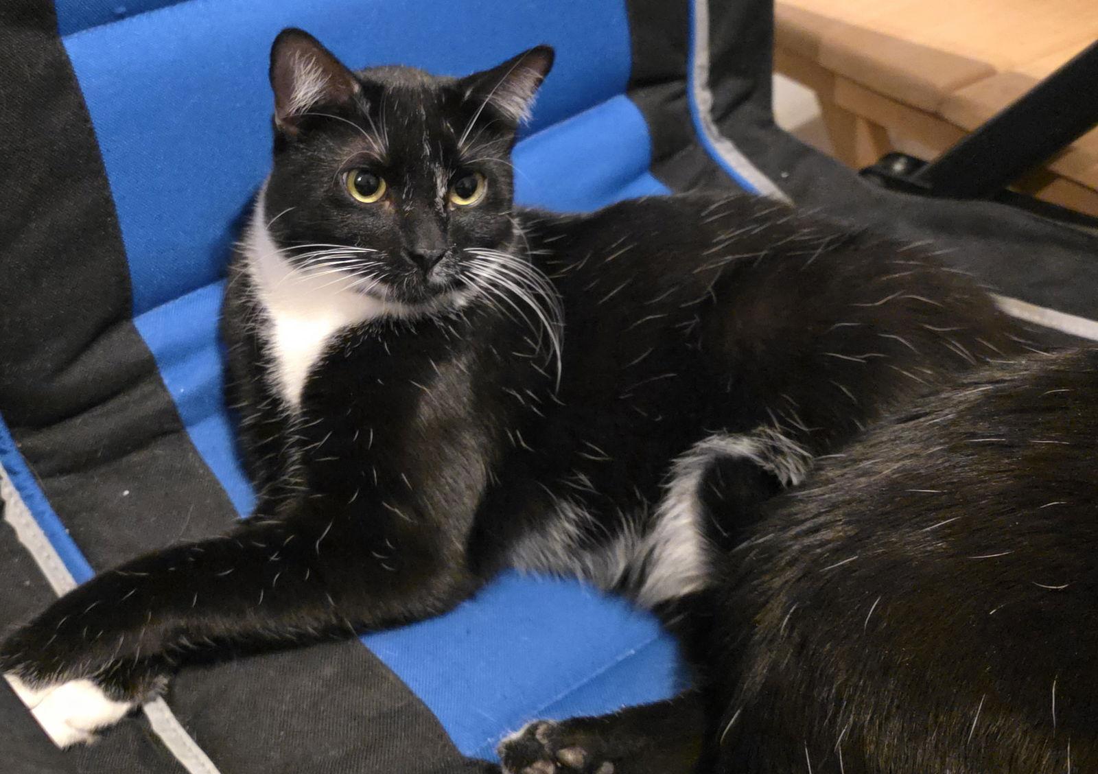 Enlarge Oregano (Reggie), a Adoptable mixed breed in Glendale, AZ image 2/3