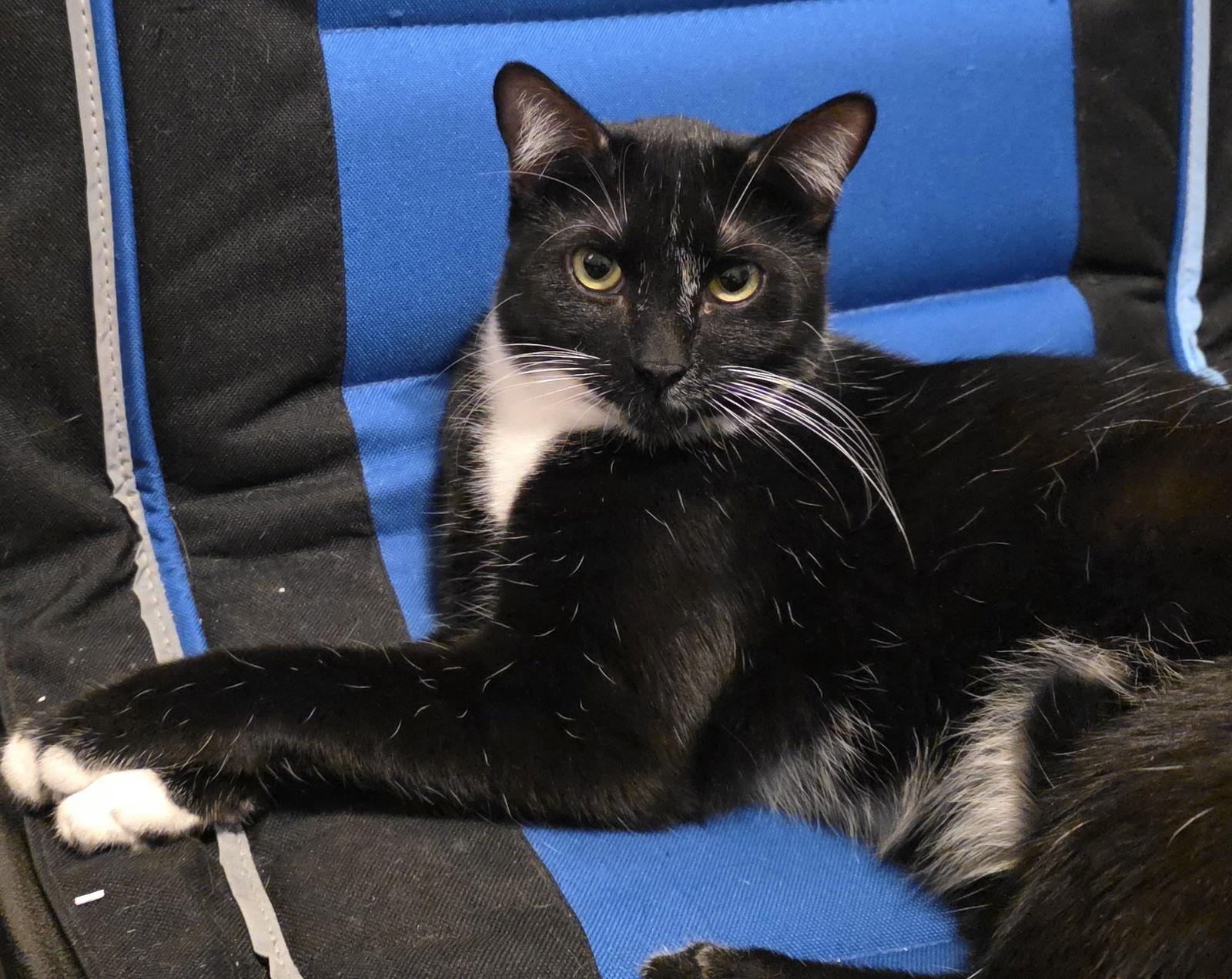 Enlarge Oregano (Reggie), a Adoptable mixed breed in Glendale, AZ image 3/3