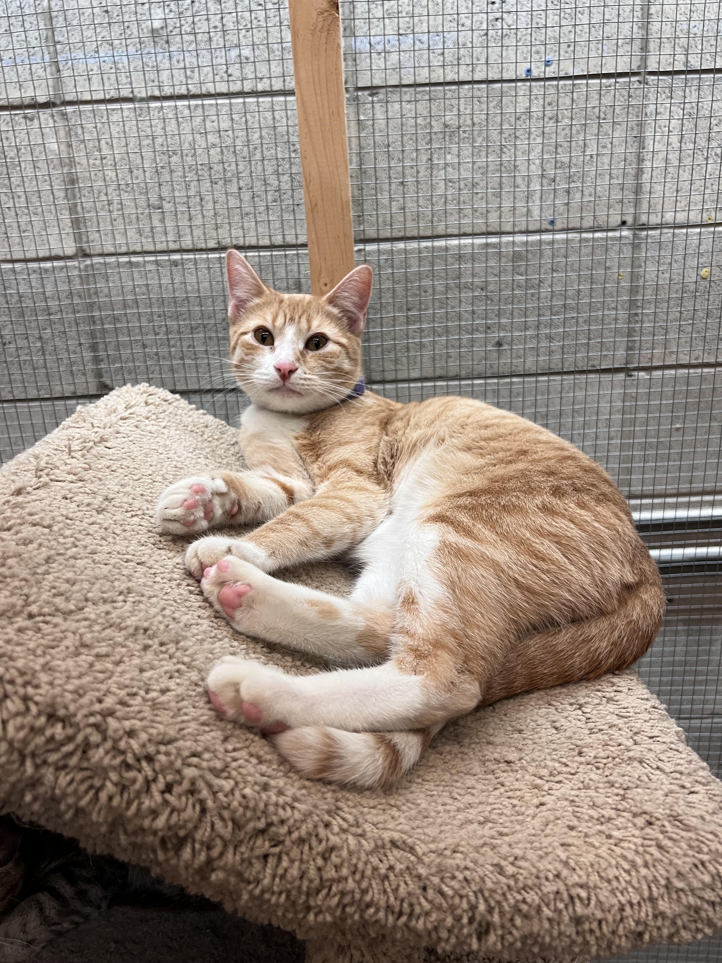 Ruby, ADOPTABLE, Adult Female Domestic Short Hair.