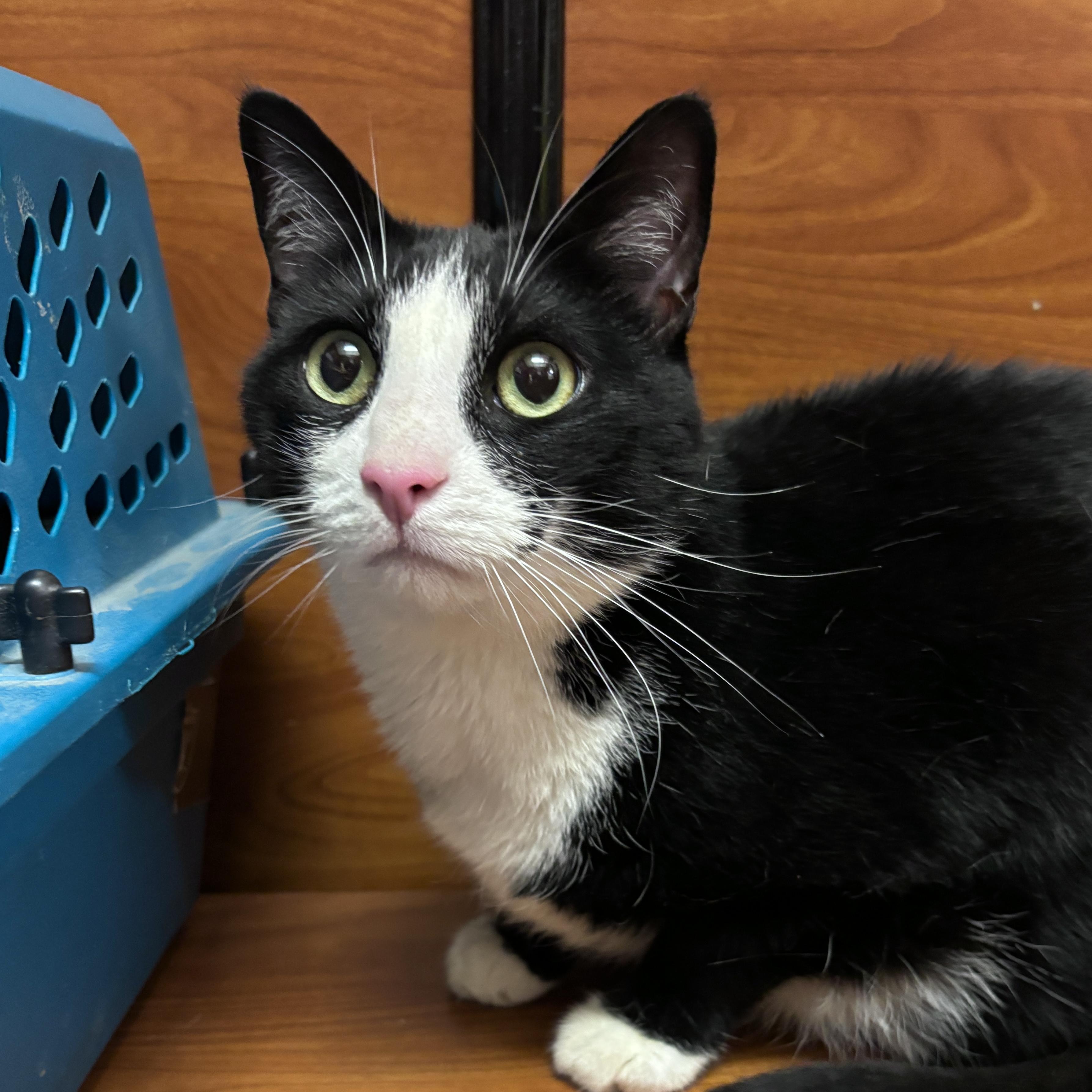 Enlarge Bagel, a Adoptable Domestic Short Hair in Sonora, CA image 1/1