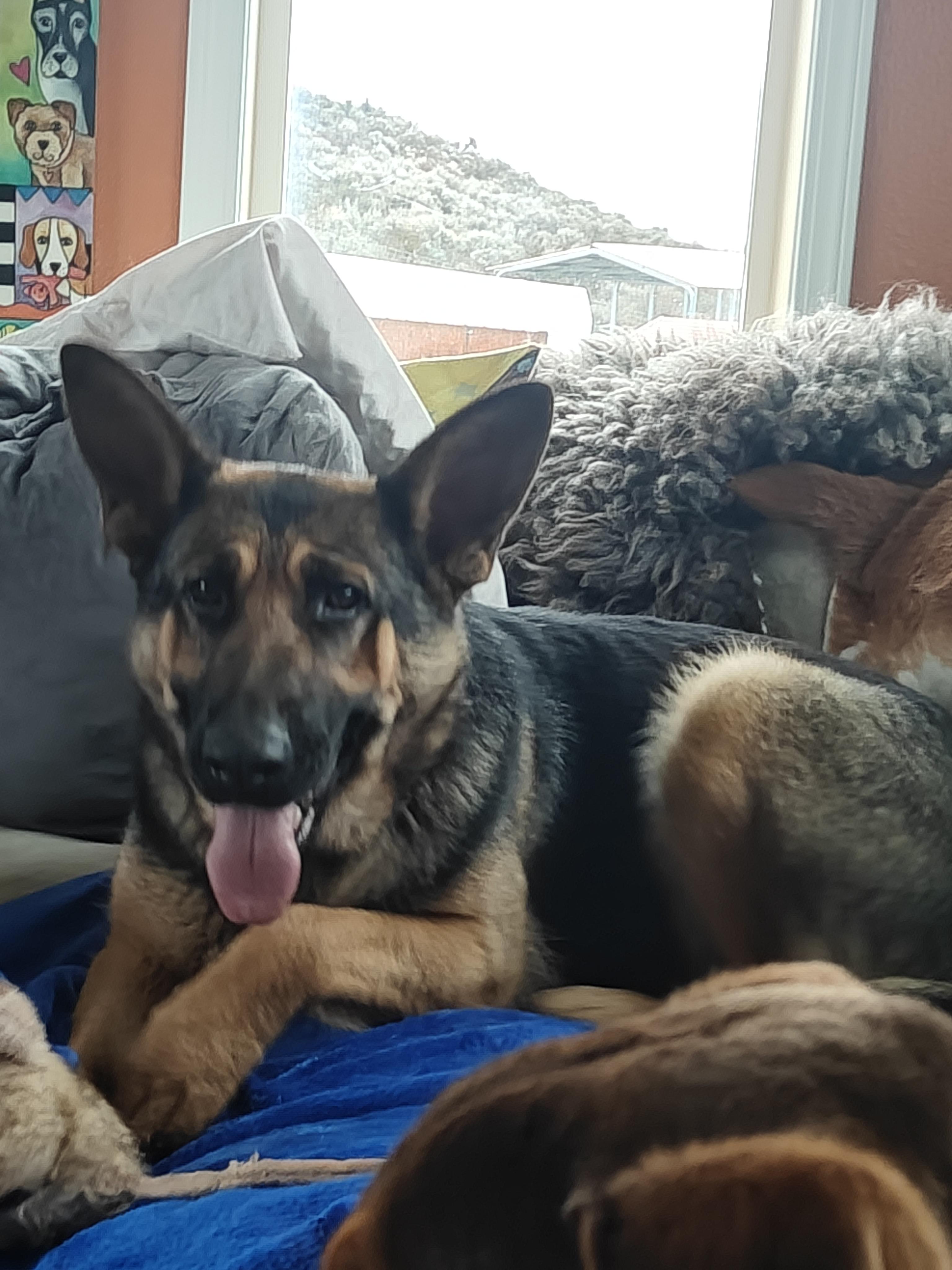 Siggy, ADOPTABLE, Young Female German Shepherd Dog.