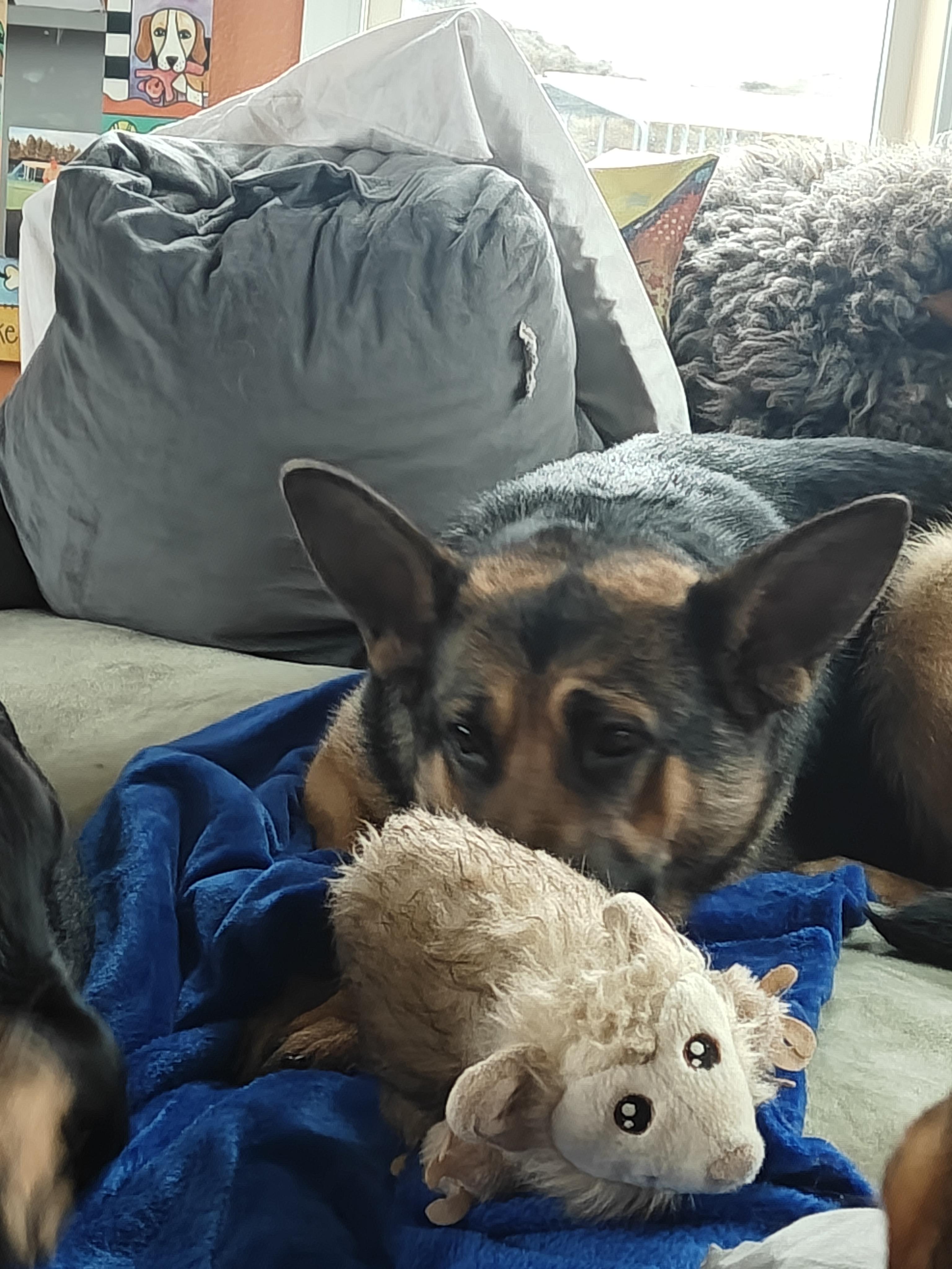 Enlarge Siggy, a ADOPTABLE German Shepherd Dog in Ellensburg, WA image 3/3