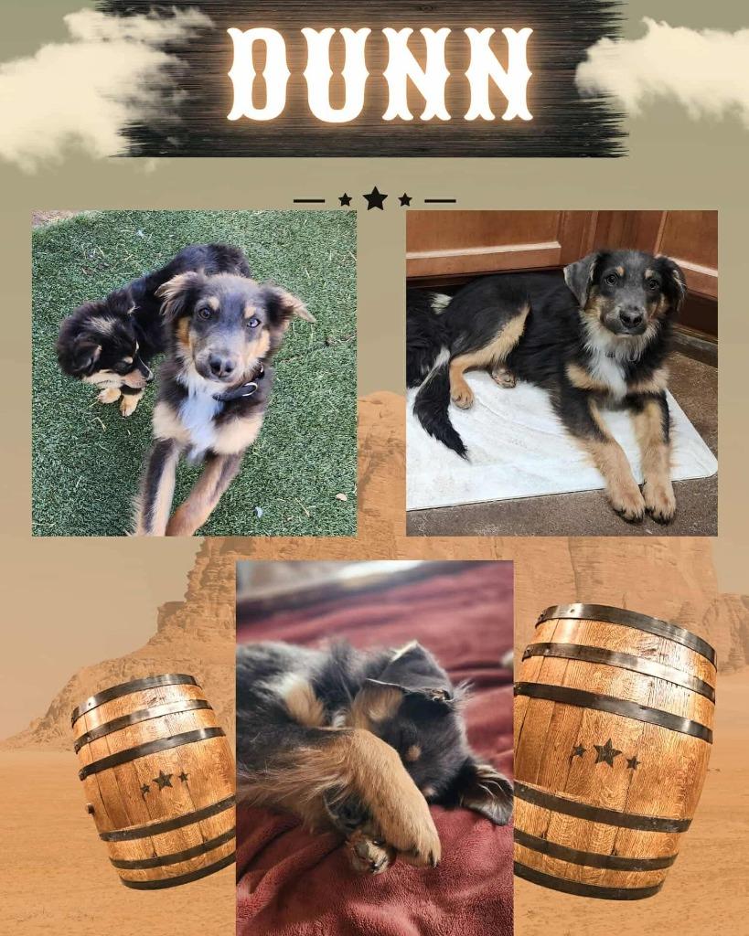 Dunn, Adoptable, Young Male Australian Shepherd.