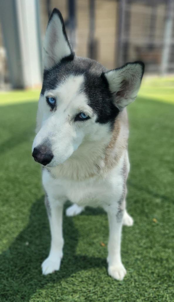 Enlarge Pearl, a Adoptable Husky in Little Elm, TX image 1/2