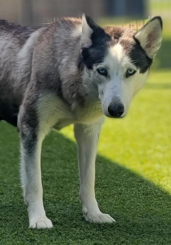 Enlarge Pearl, a Adoptable Husky in Little Elm, TX image 2/2
