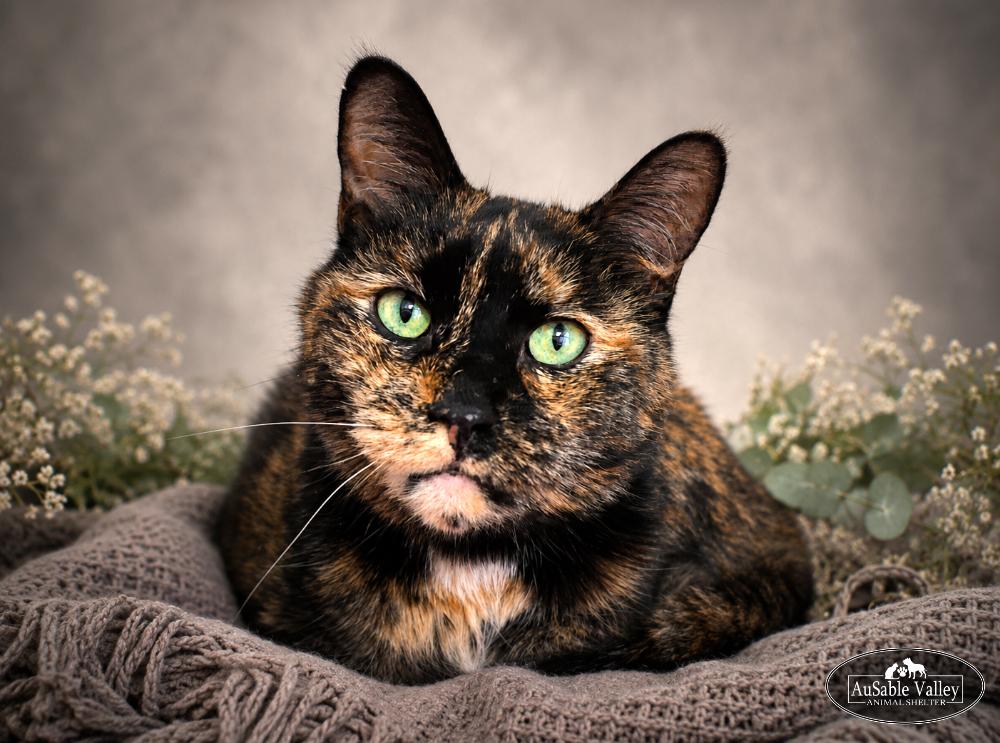 Darby, ADOPTABLE, Senior Female Domestic Short Hair.