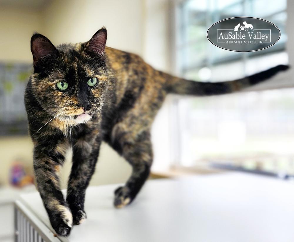 Darby, a ADOPTABLE Domestic Short Hair in Grayling, MI image 2/2