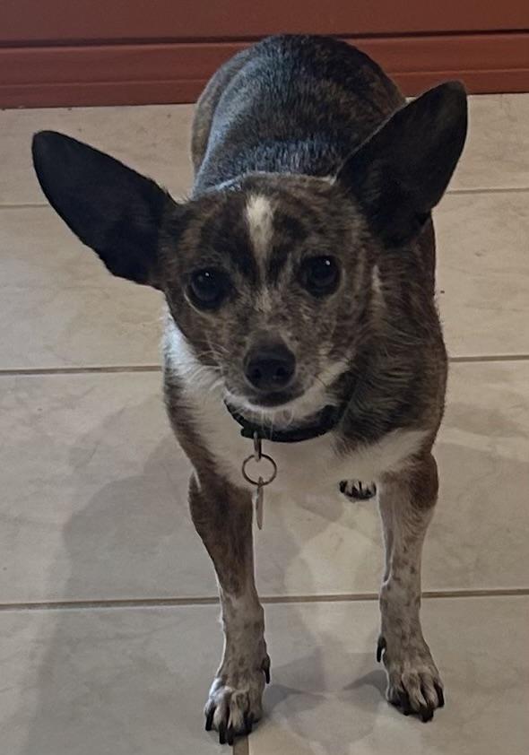 Trixie  Contactsylva thumbnail 2