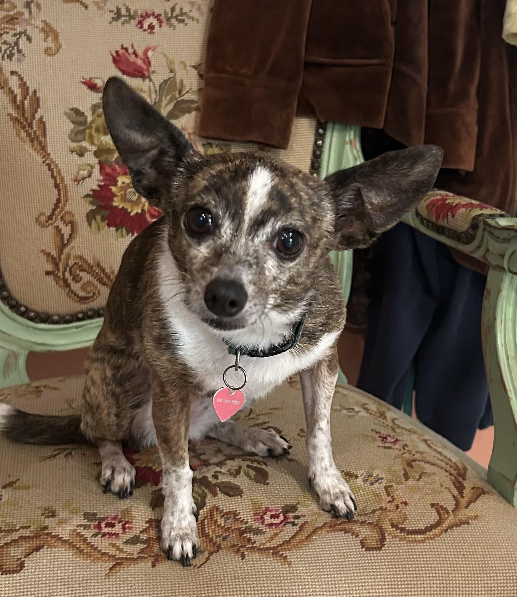 Trixie  Contact-Sylva