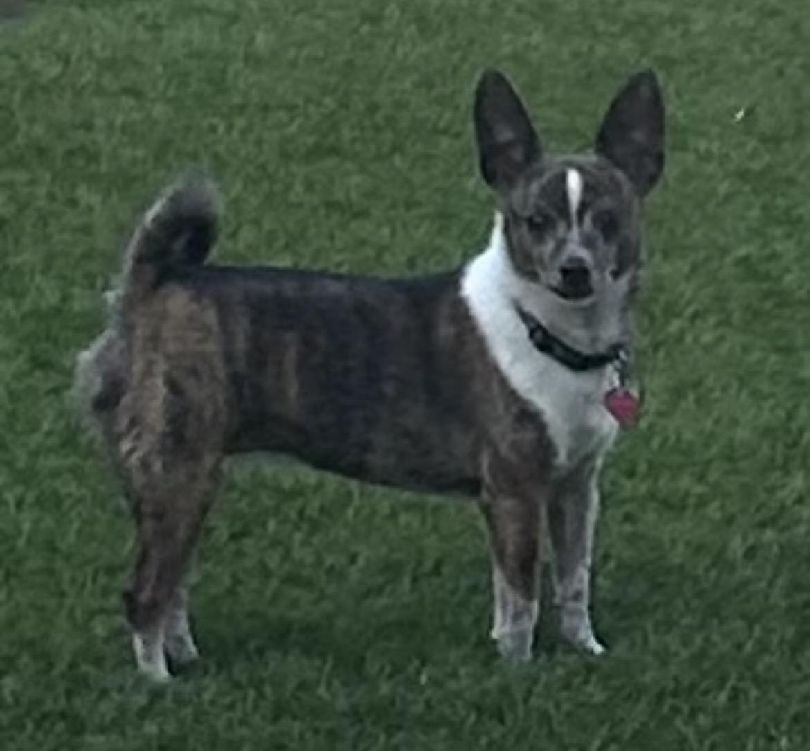 Trixie  Contact-Sylva