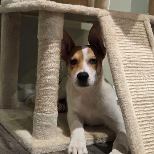 Enlarge Kronk, a Adoptable mixed breed in Sanford, NC image 1/6