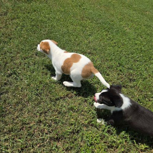 Enlarge Kronk, a Adoptable mixed breed in Sanford, NC image 6/6