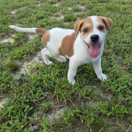 Enlarge Kronk, a Adoptable mixed breed in Sanford, NC image 2/6