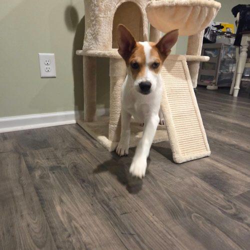 Enlarge Kronk, a Adoptable mixed breed in Sanford, NC image 3/6