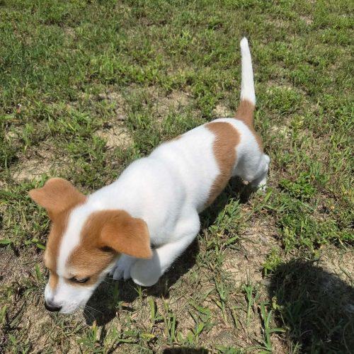 Enlarge Kronk, a Adoptable mixed breed in Sanford, NC image 5/6