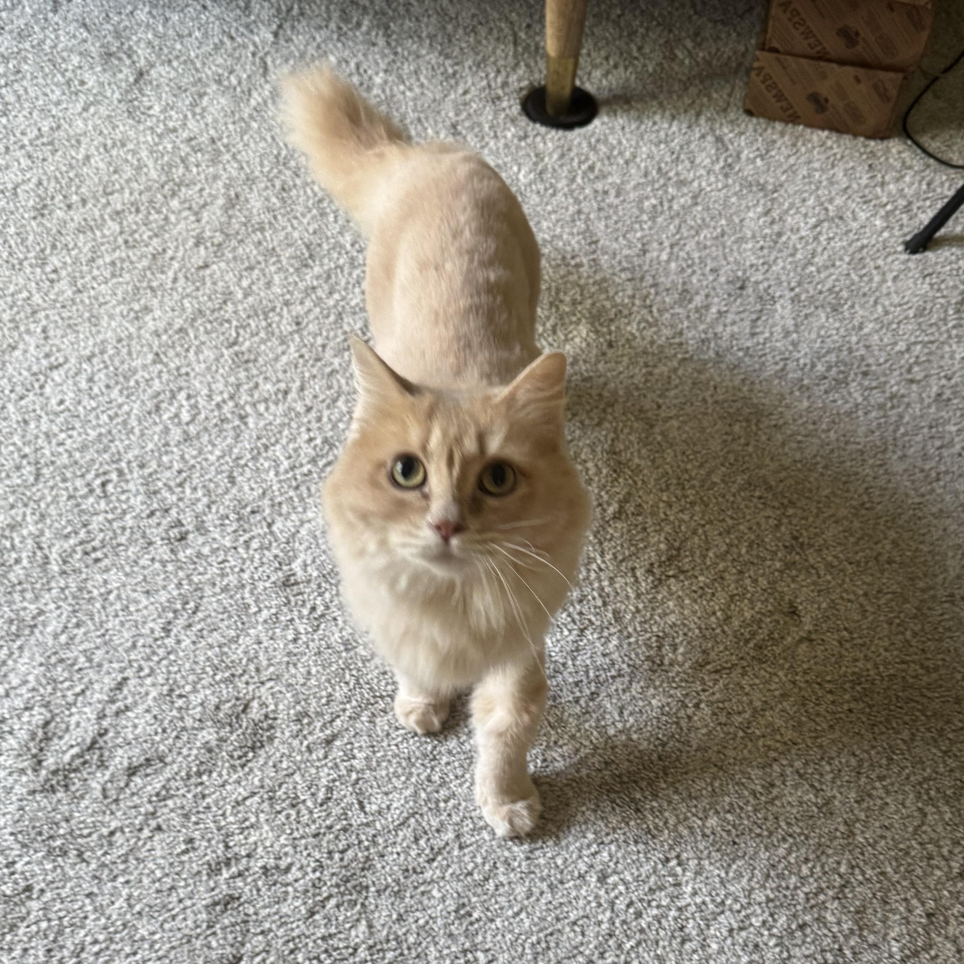 Enlarge Cloud, a Adopted mixed breed in Nashville, TN image 1/4