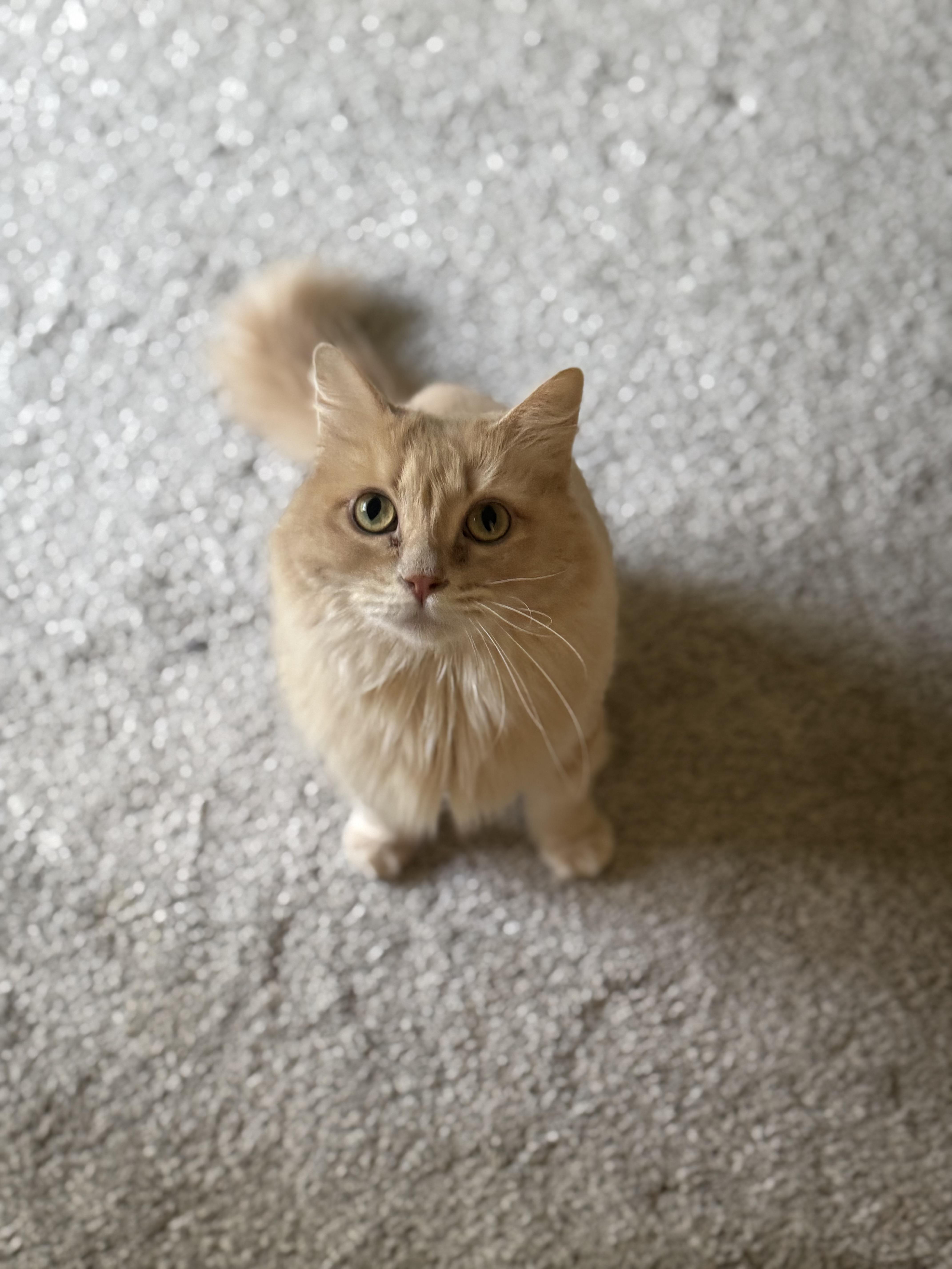 Enlarge Cloud, a Adopted mixed breed in Nashville, TN image 2/4