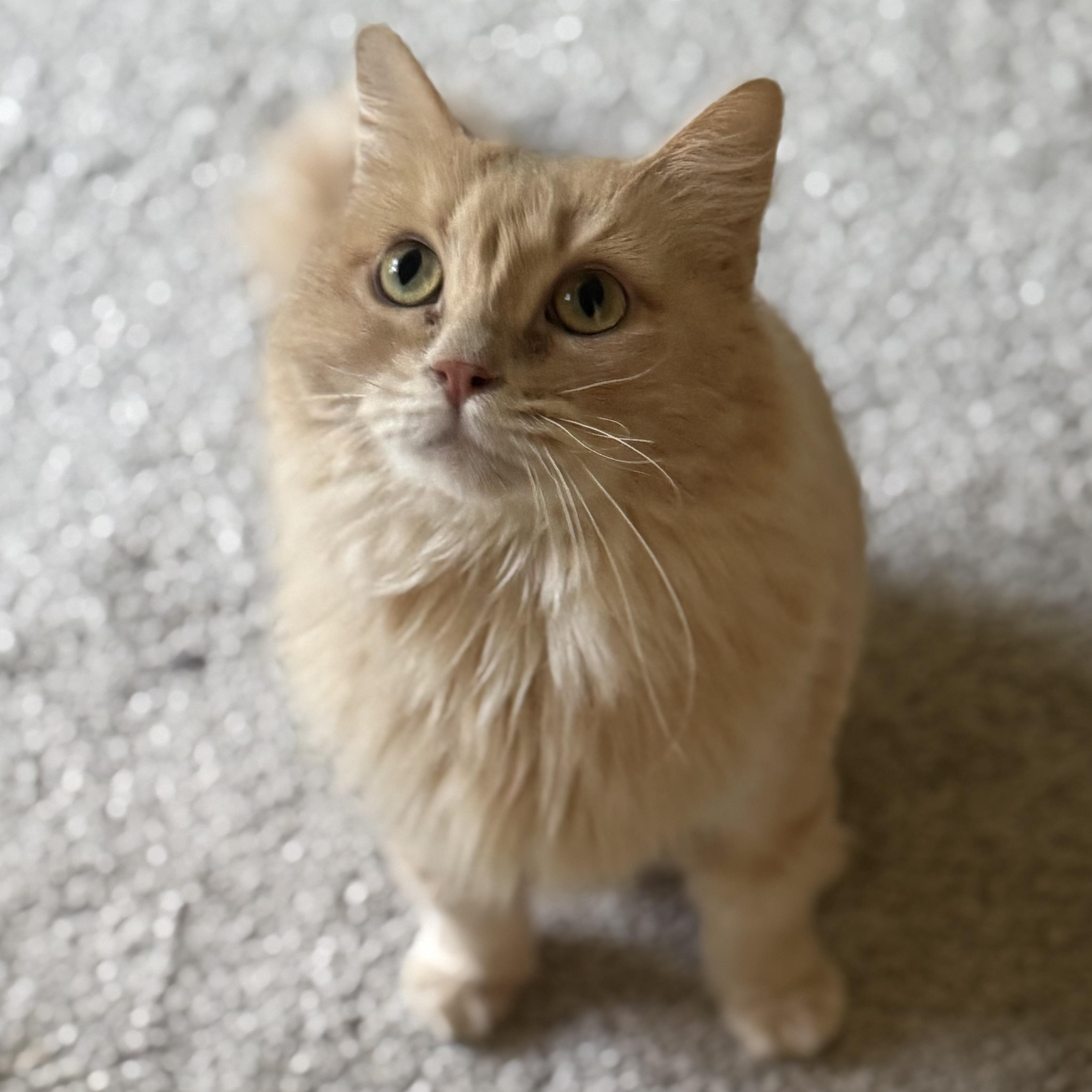 Enlarge Cloud, a Adopted mixed breed in Nashville, TN image 3/4
