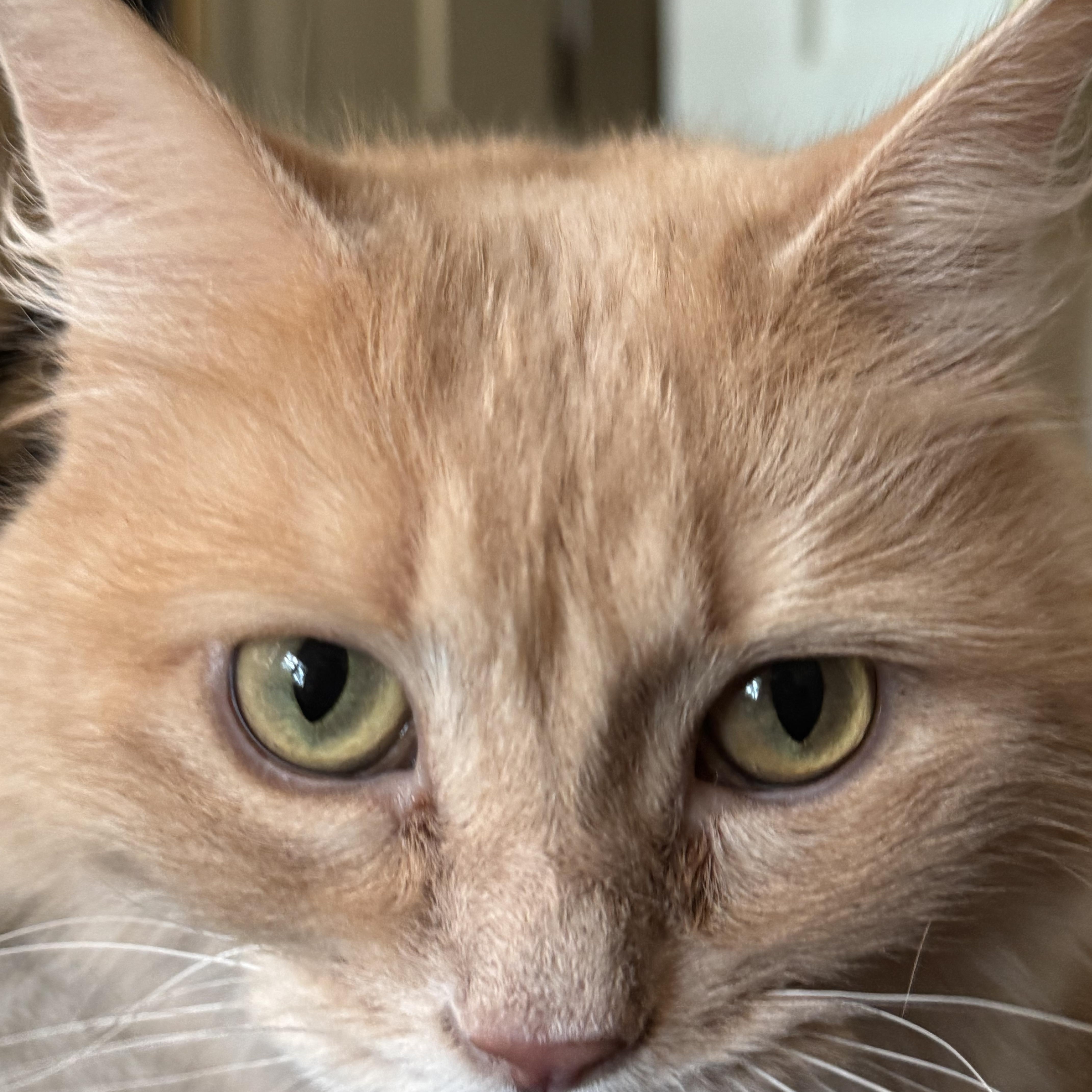 Enlarge Cloud, a Adopted mixed breed in Nashville, TN image 4/4