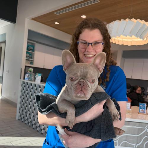 Promise, Adoptable, Young Female French Bulldog.