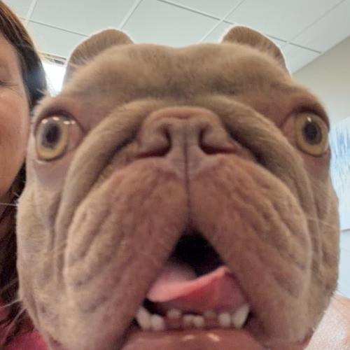 Promise, a Adoptable French Bulldog in Austin, TX image 2/5