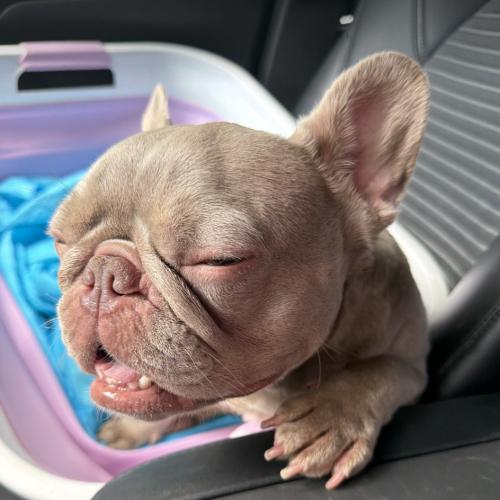Promise, a Adoptable French Bulldog in Austin, TX image 3/5