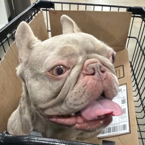 Promise, a Adoptable French Bulldog in Austin, TX image 4/5