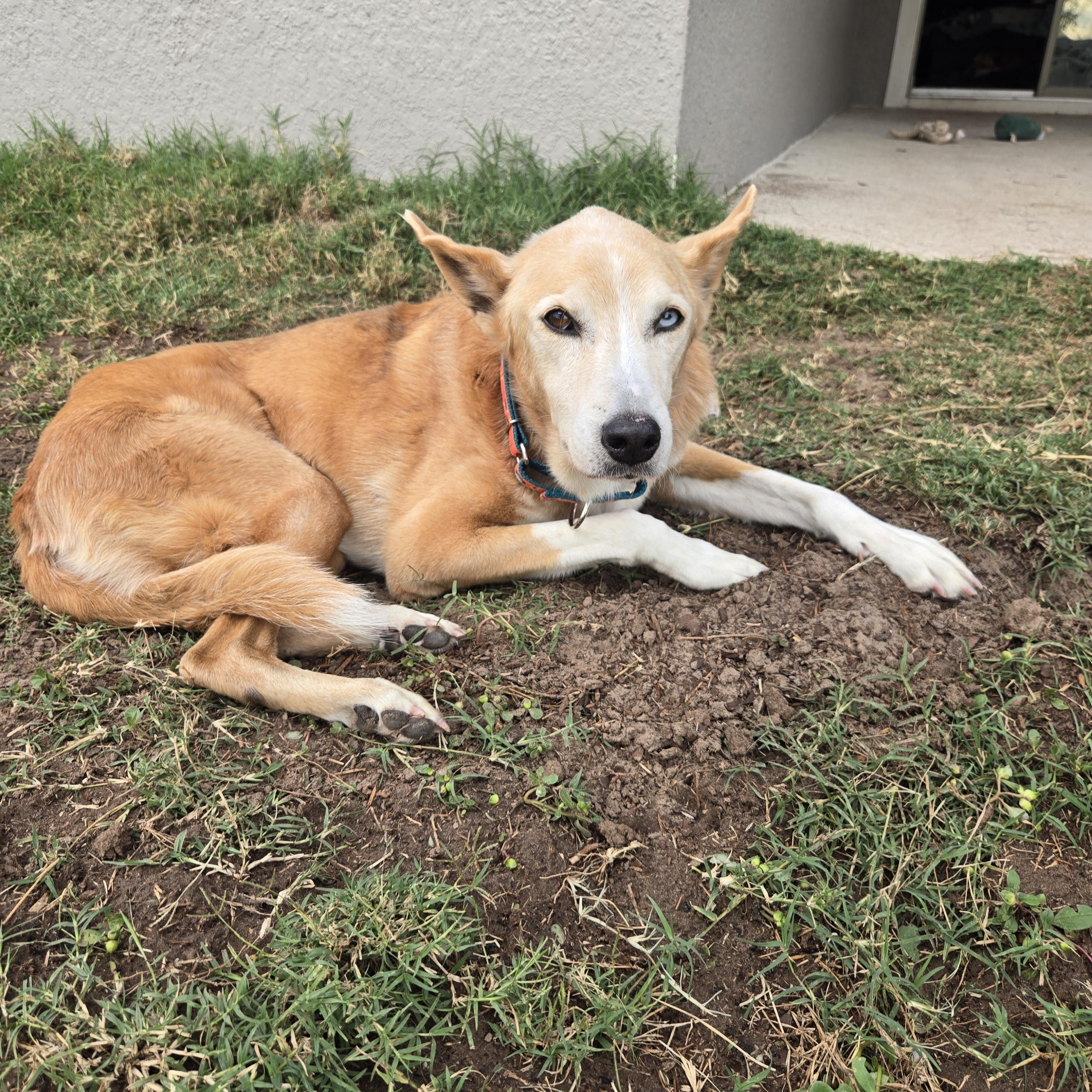 Angel, ADOPTABLE, Senior Female Husky.