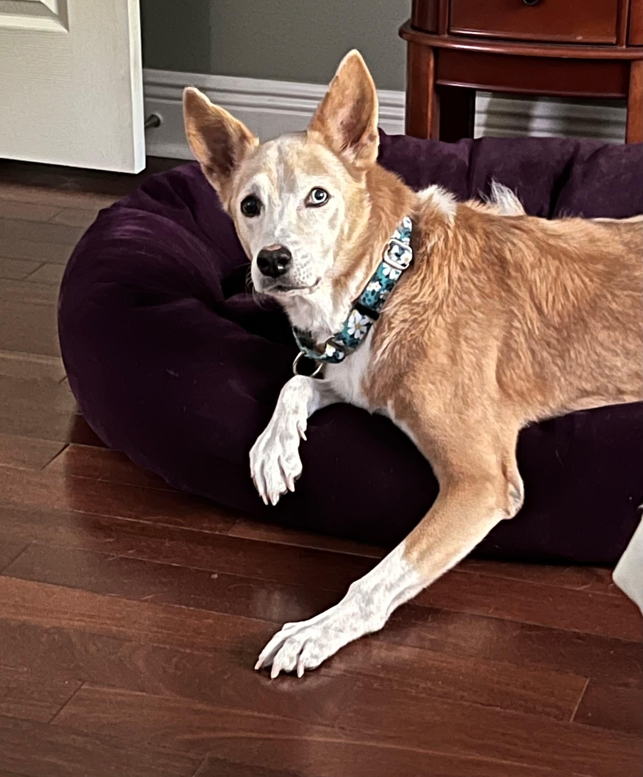Enlarge Angel, a ADOPTABLE mixed breed in Wesley Chapel, FL image 6/6