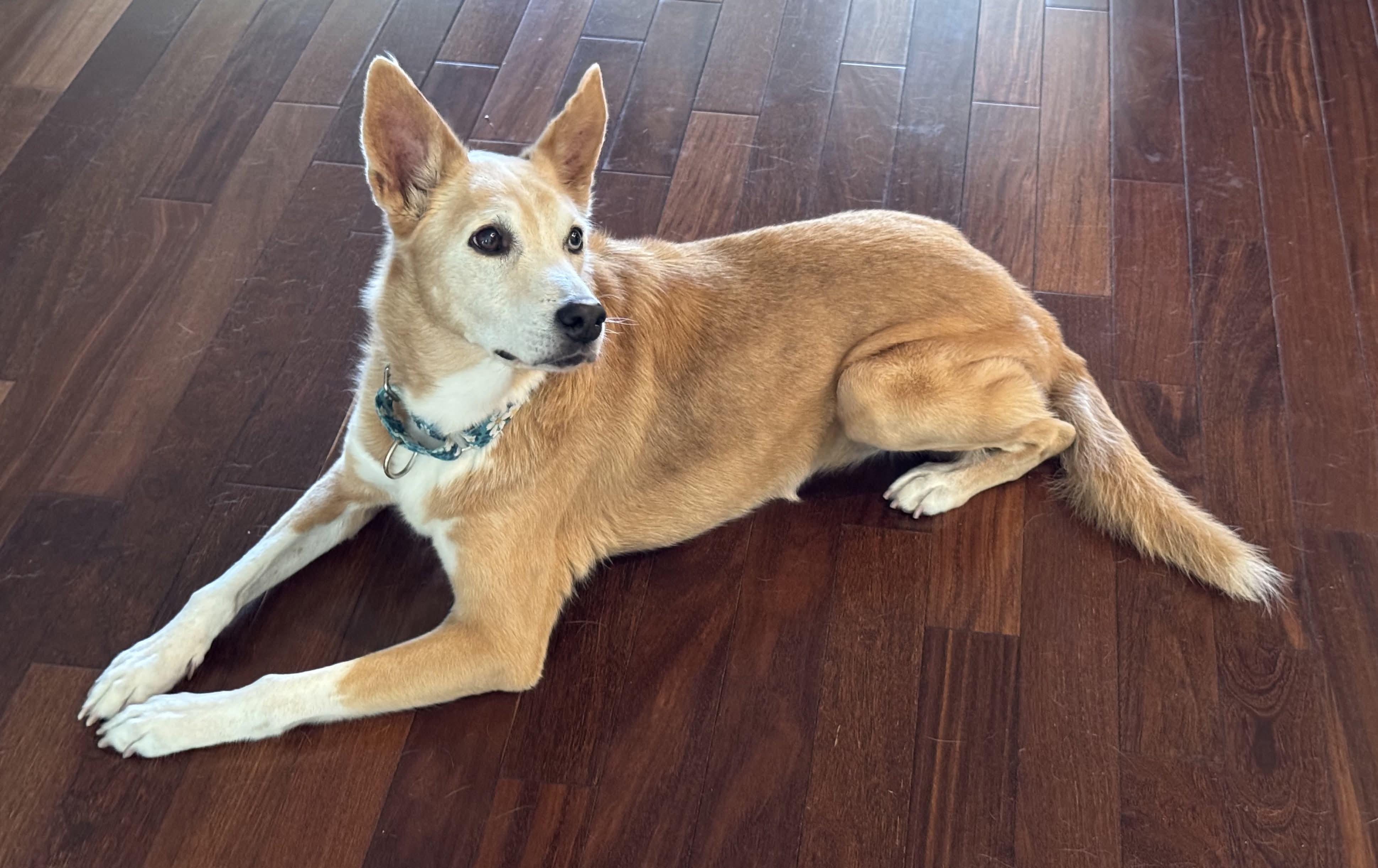 Enlarge Angel, a ADOPTABLE mixed breed in Wesley Chapel, FL image 4/6