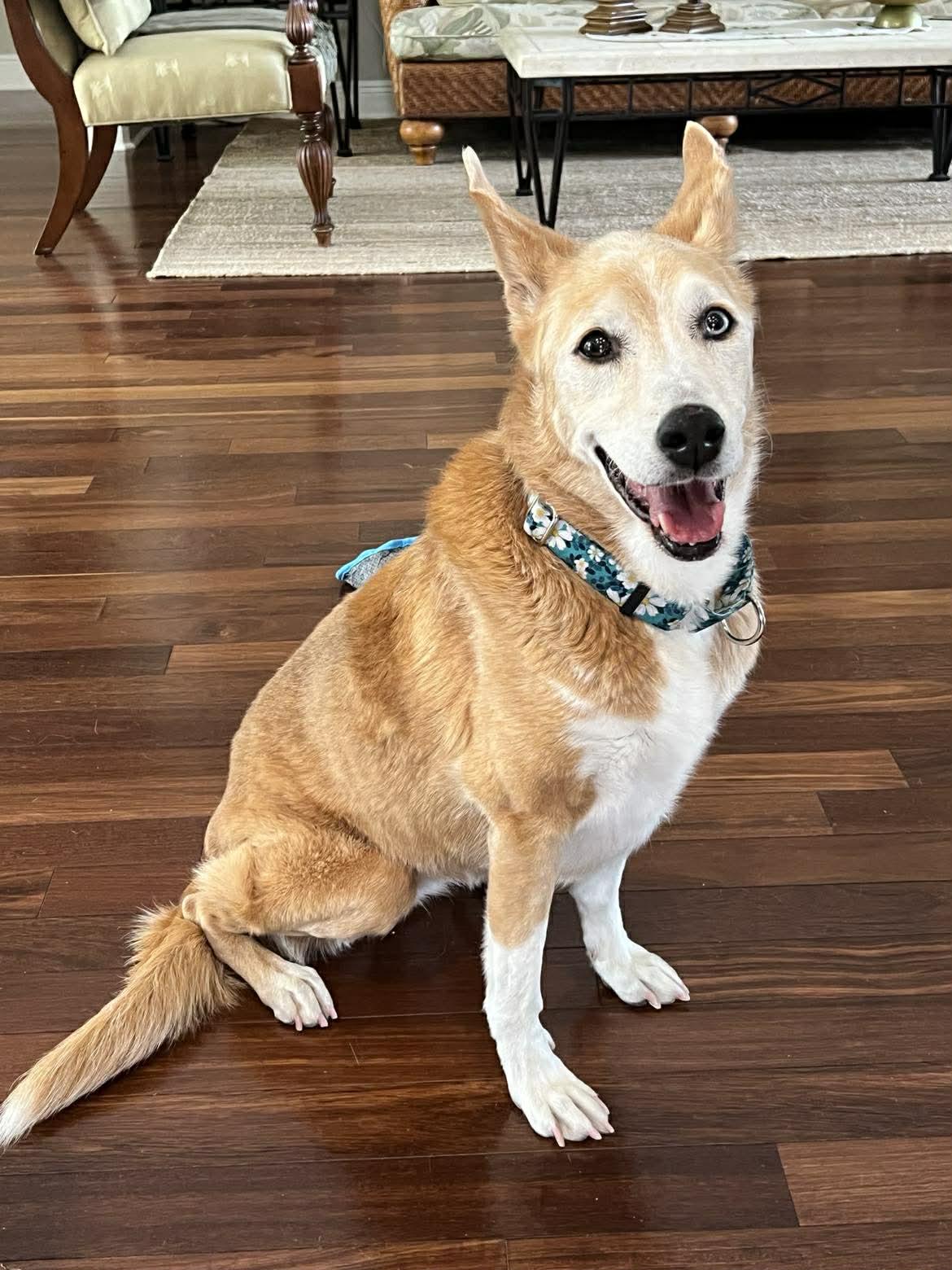 Angel, a ADOPTABLE mixed breed in Wesley Chapel, FL image 3/6