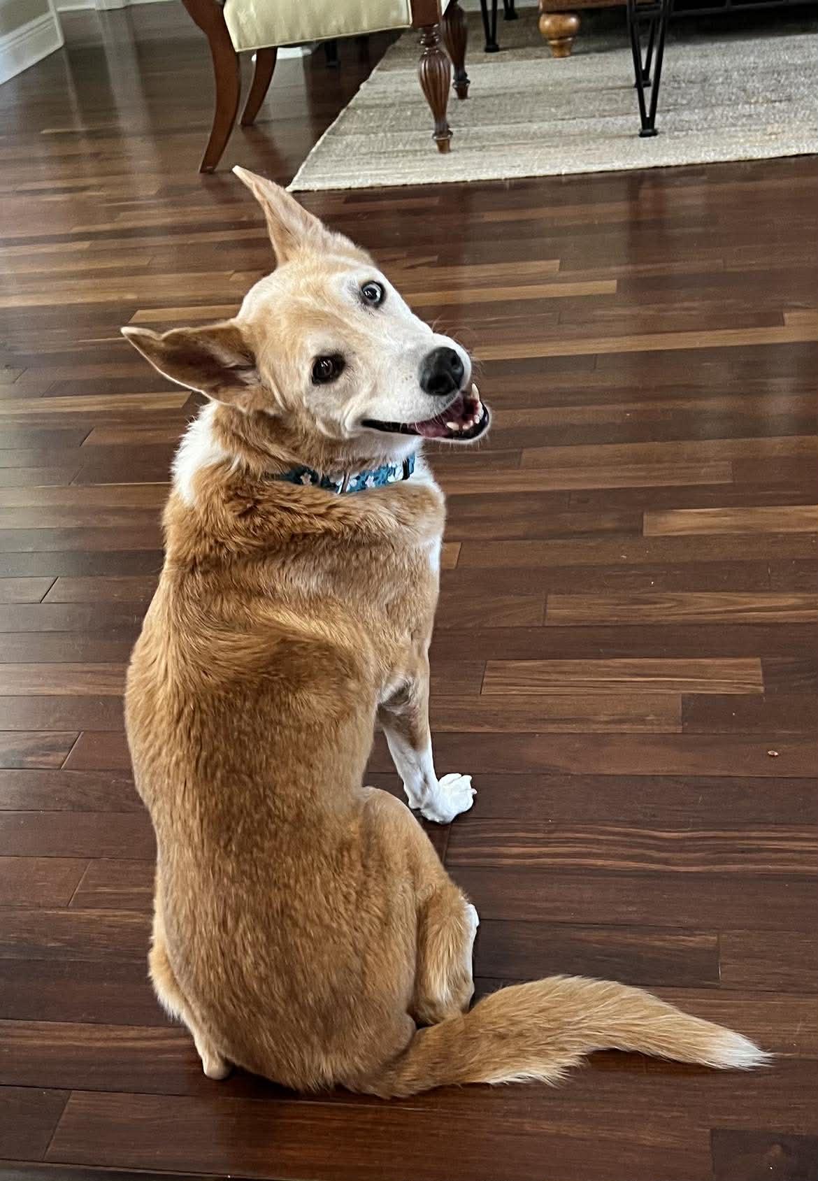 Angel, ADOPTABLE, Senior Female Husky.