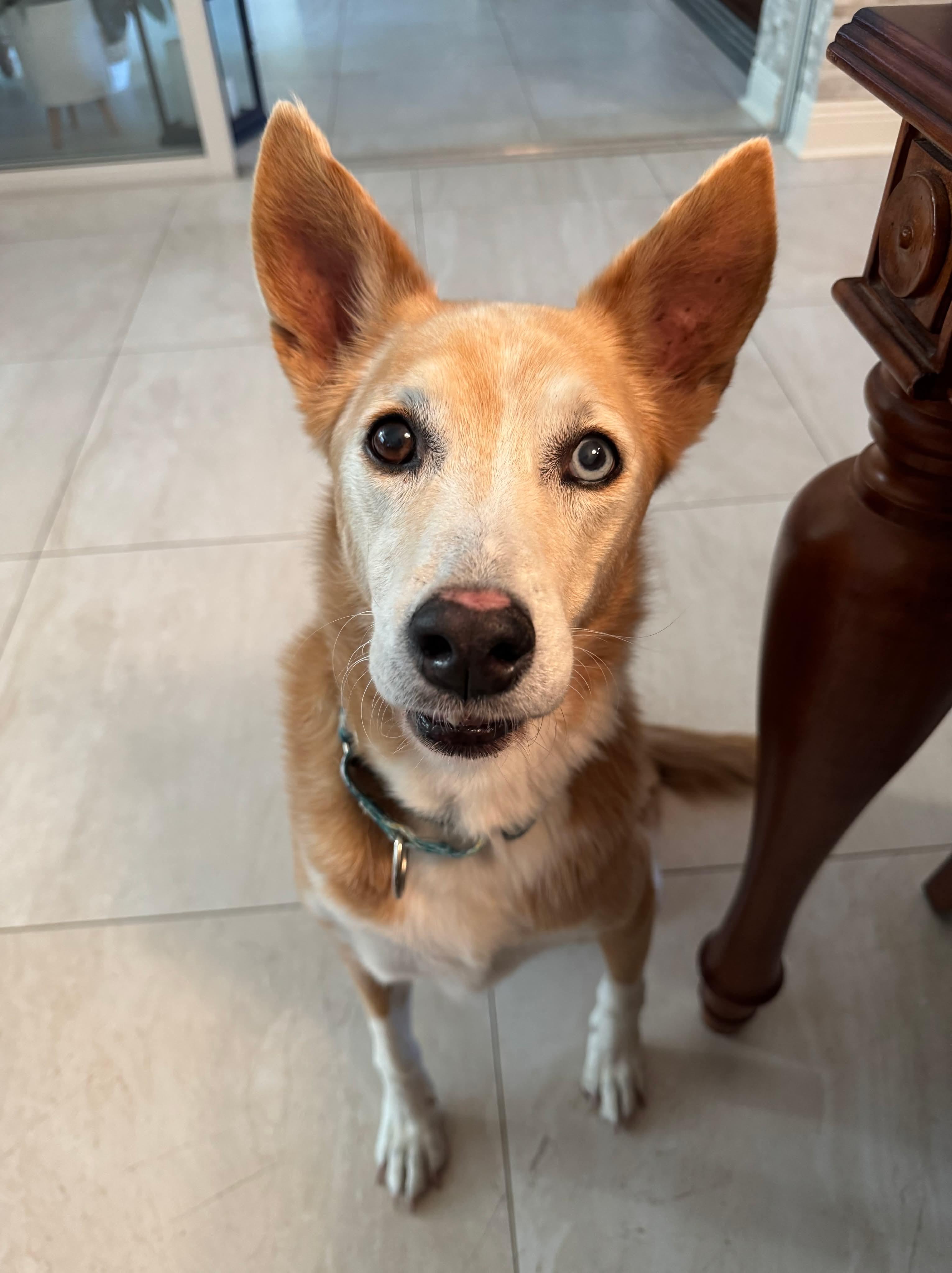 Enlarge Angel, a ADOPTABLE mixed breed in Wesley Chapel, FL image 5/6