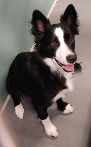 Torie, an adoptable Border Collie in Butte, MT, 59701 | Photo Image 1