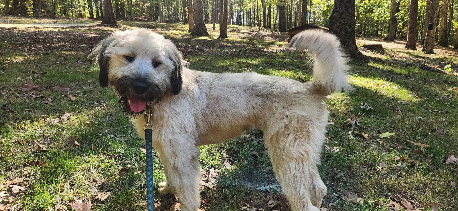 Winnie, Adoptable, Adult Female Wheaten Terrier & Schnauzer.