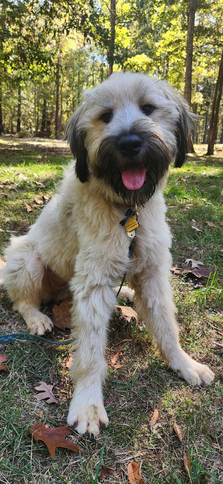 Enlarge Winnie, a Adoptable mixed breed in Pittsboro, NC image 2/3