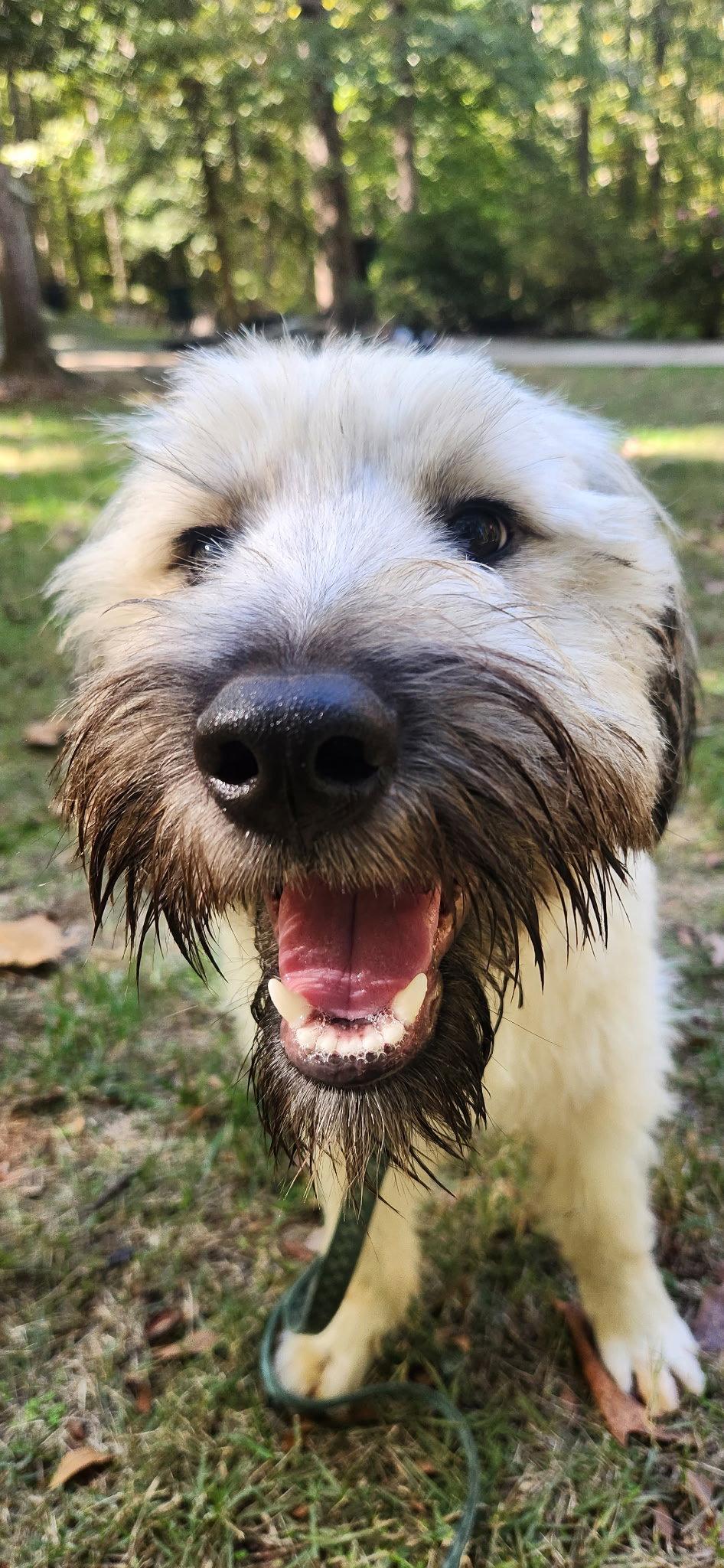 Enlarge Winnie, a Adoptable mixed breed in Pittsboro, NC image 3/3