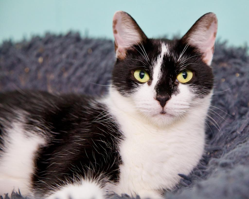 Clause, a Adoptable mixed breed in Fort Lauderdale, FL image 1/6