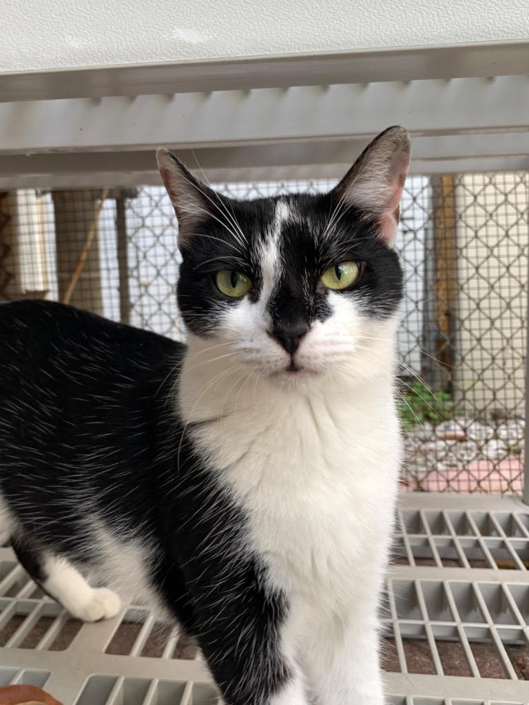 Clause, a Adoptable mixed breed in Fort Lauderdale, FL image 2/2