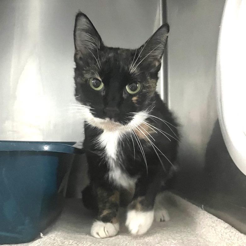 Jubilee, Adoptable, Young Female Domestic Short Hair.